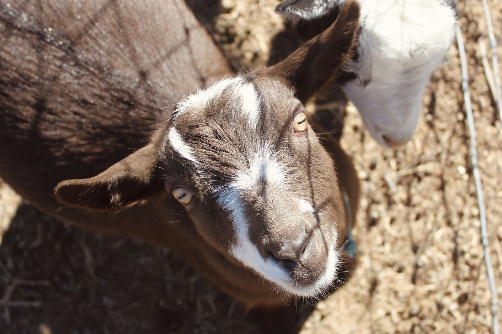 ADGA Nigerian Dwarf Yearling Doe - Pregnant!