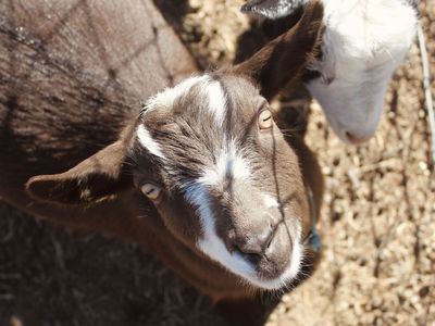 ADGA Nigerian Dwarf Yearling Doe - Pregnant!