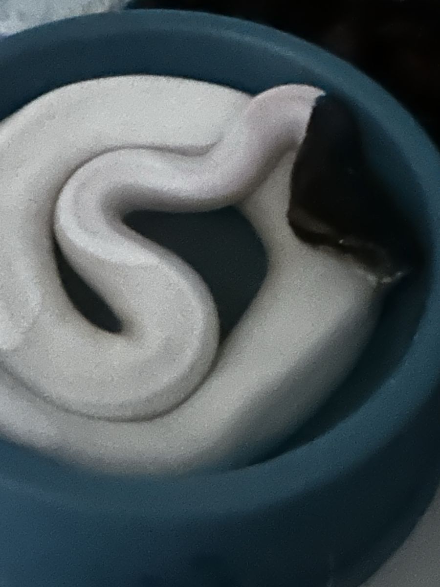 Pied ball python