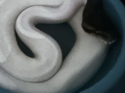 Pied ball python