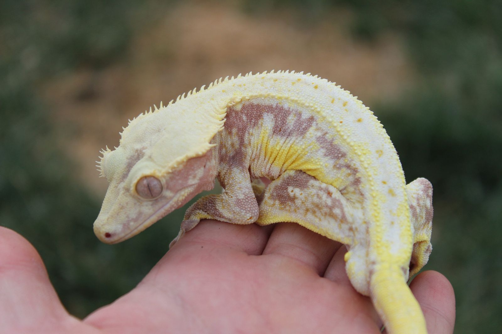 Pink Lilly white crested gecko