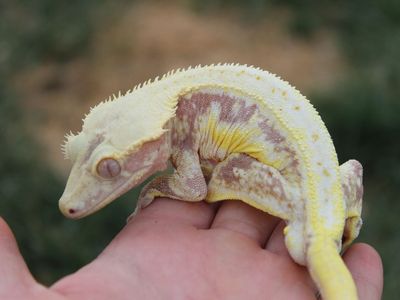 Pink Lilly white crested gecko
