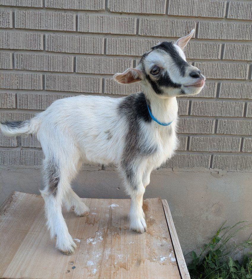 Bottle Baby boy goat