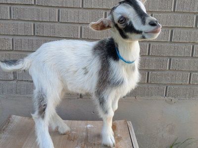Bottle Baby boy goat