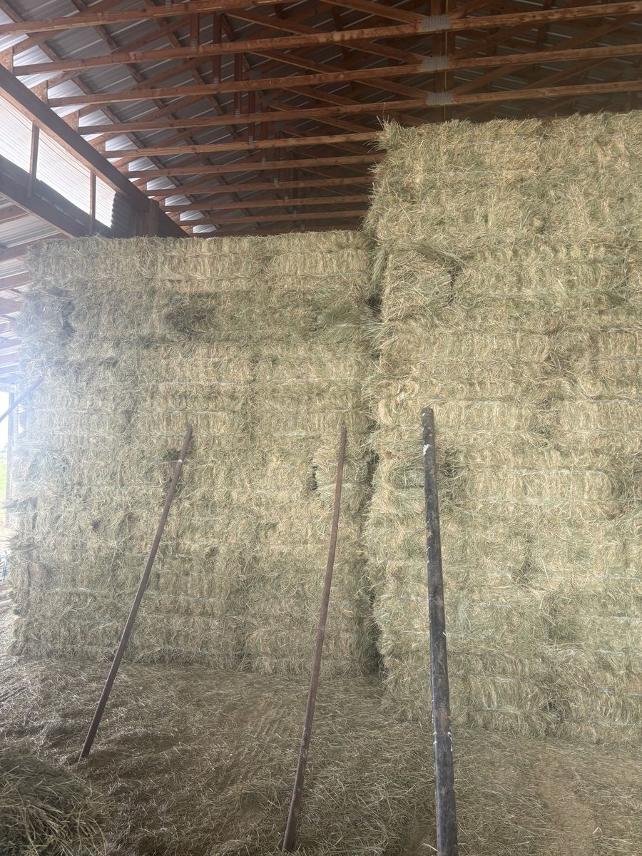 Grass Hay