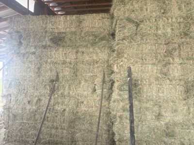 Grass Hay