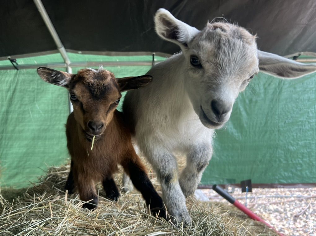 Nigora Goat kids 75% Nigerian dwarf/25% angora