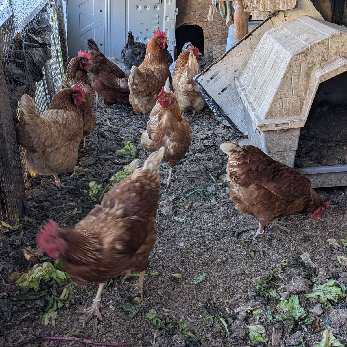 Prolific young layer hens