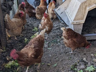 Prolific young layer hens