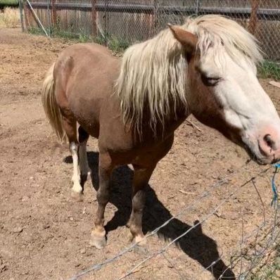 Shetland pony stud