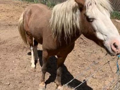 Shetland pony stud