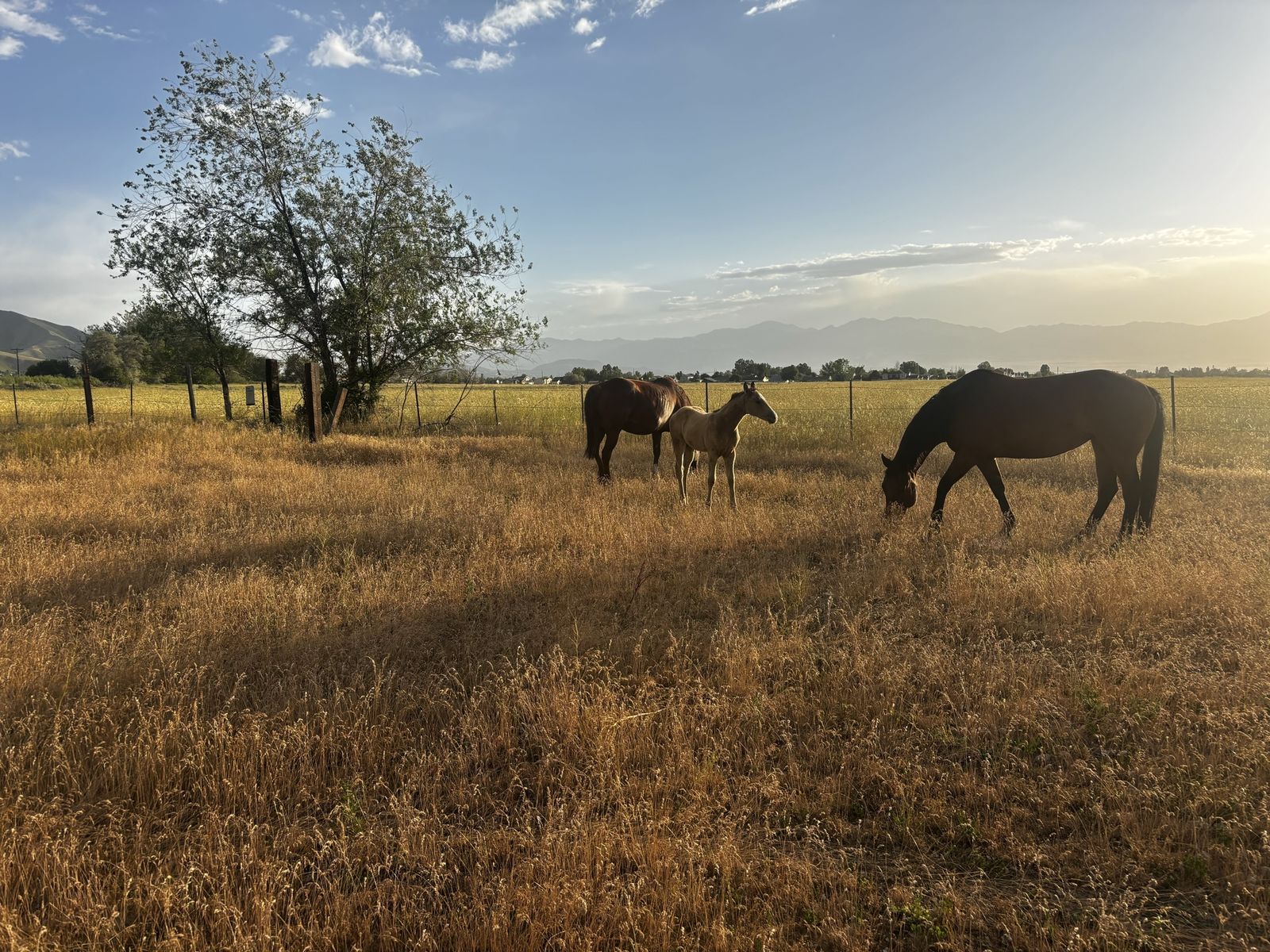 Grade buckskin filly
