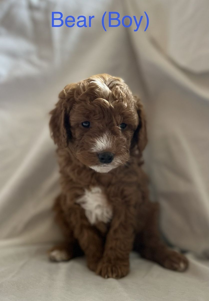 Cavapoo (Teddy Bear) Puppies For Sale