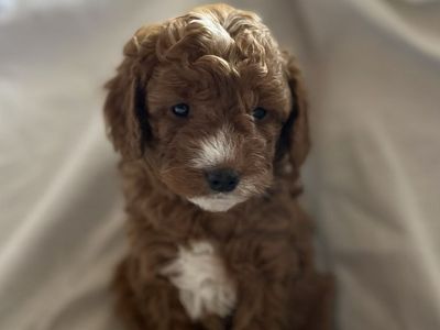 Cavapoo (Teddy Bear) Puppies For Sale