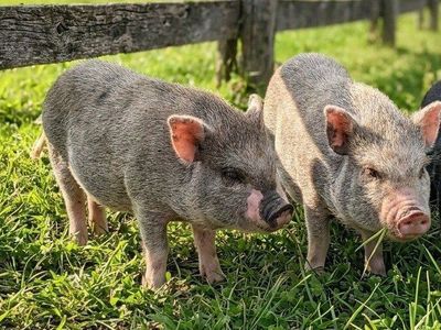 SALE Micro mini Juliana pigs