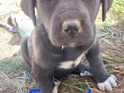 Great Pyrenees / Great Dane Mix
