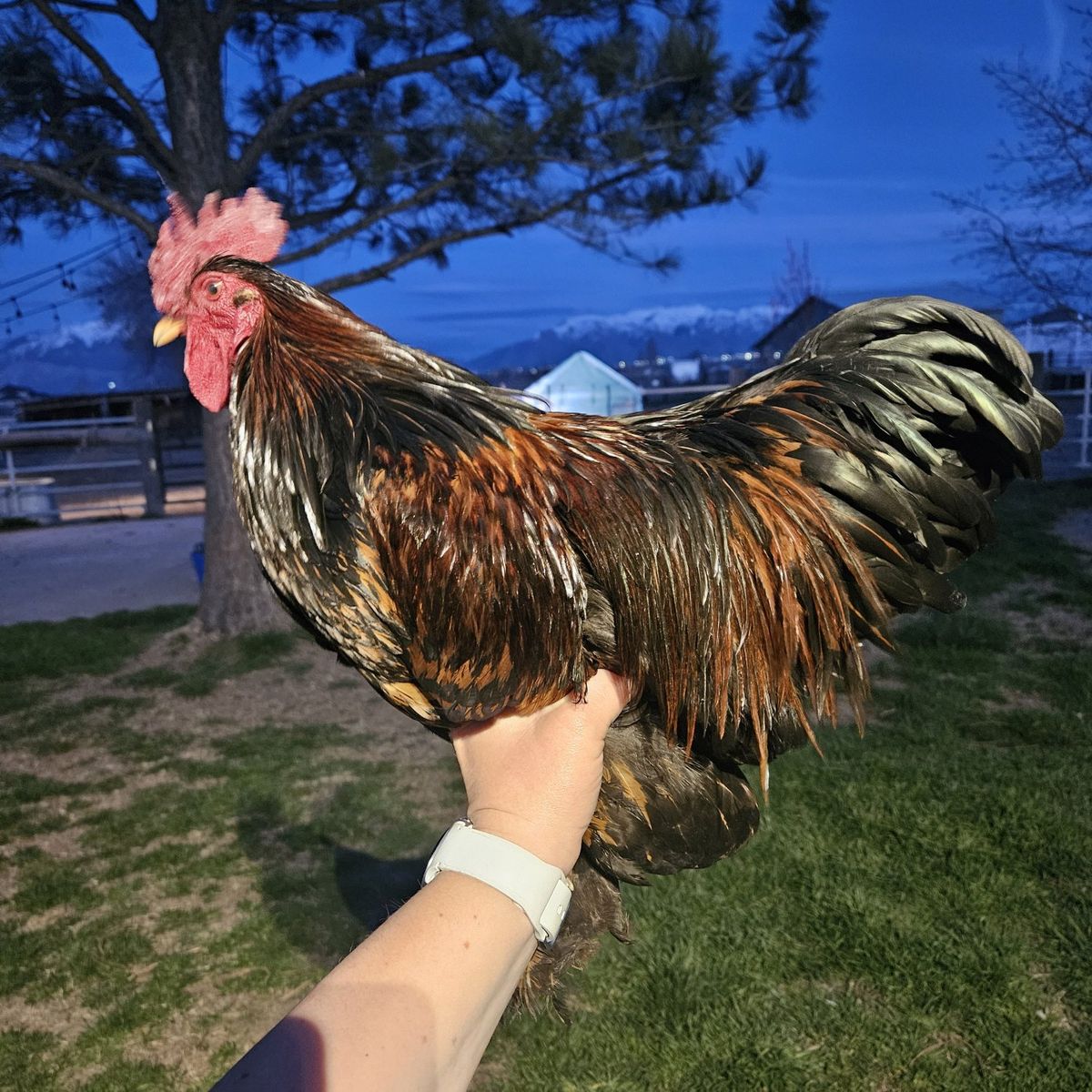 Bantam Rooster