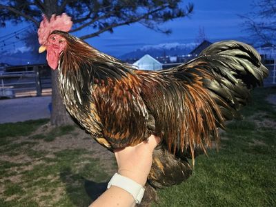 Bantam Rooster