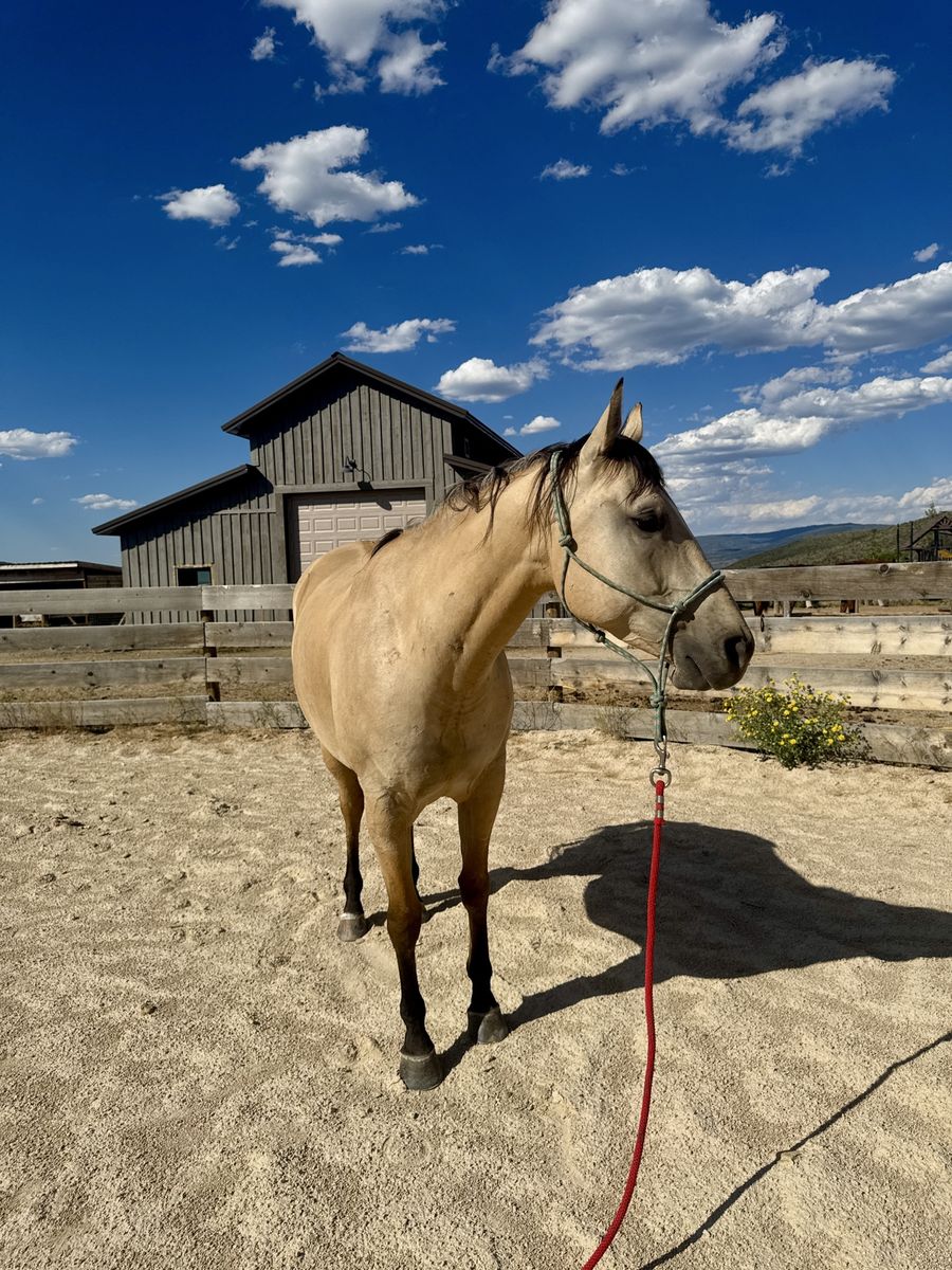 2020 AQHA Buckskin Gelding - Wilson