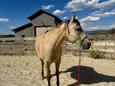 2020 AQHA Buckskin Gelding - Wilson