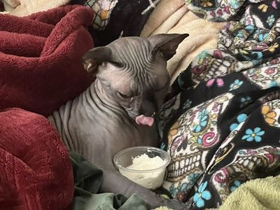 Sphynx cat