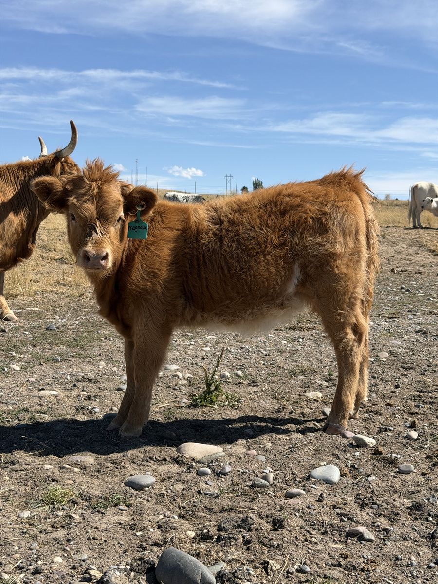 Parti highland heifer