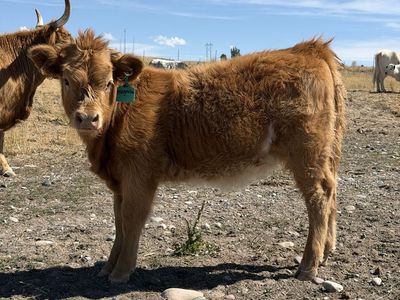 Parti highland heifer