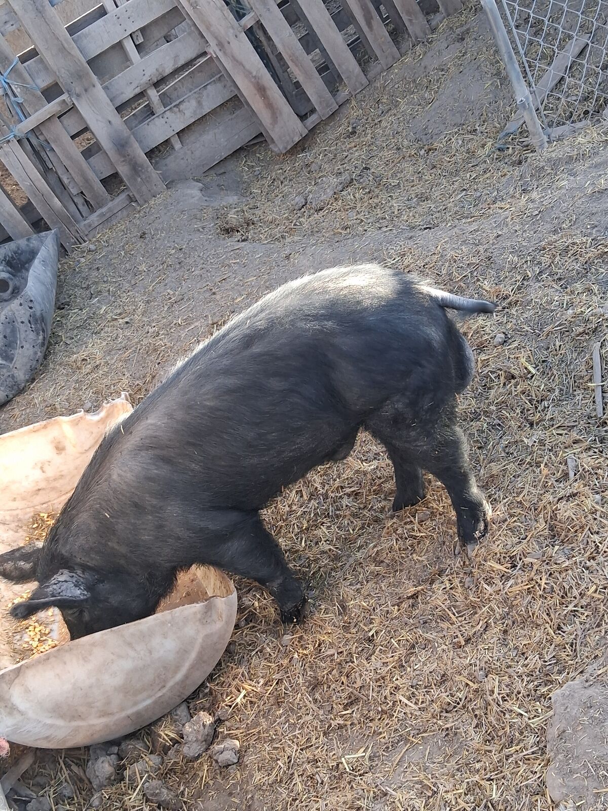 Pig for sale