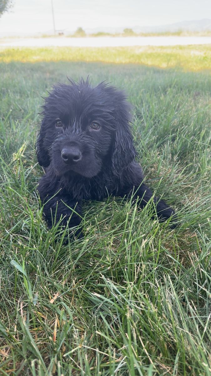 Golden Newfie Puppies!