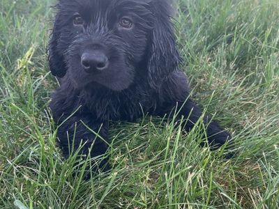 Golden Newfie Puppies!