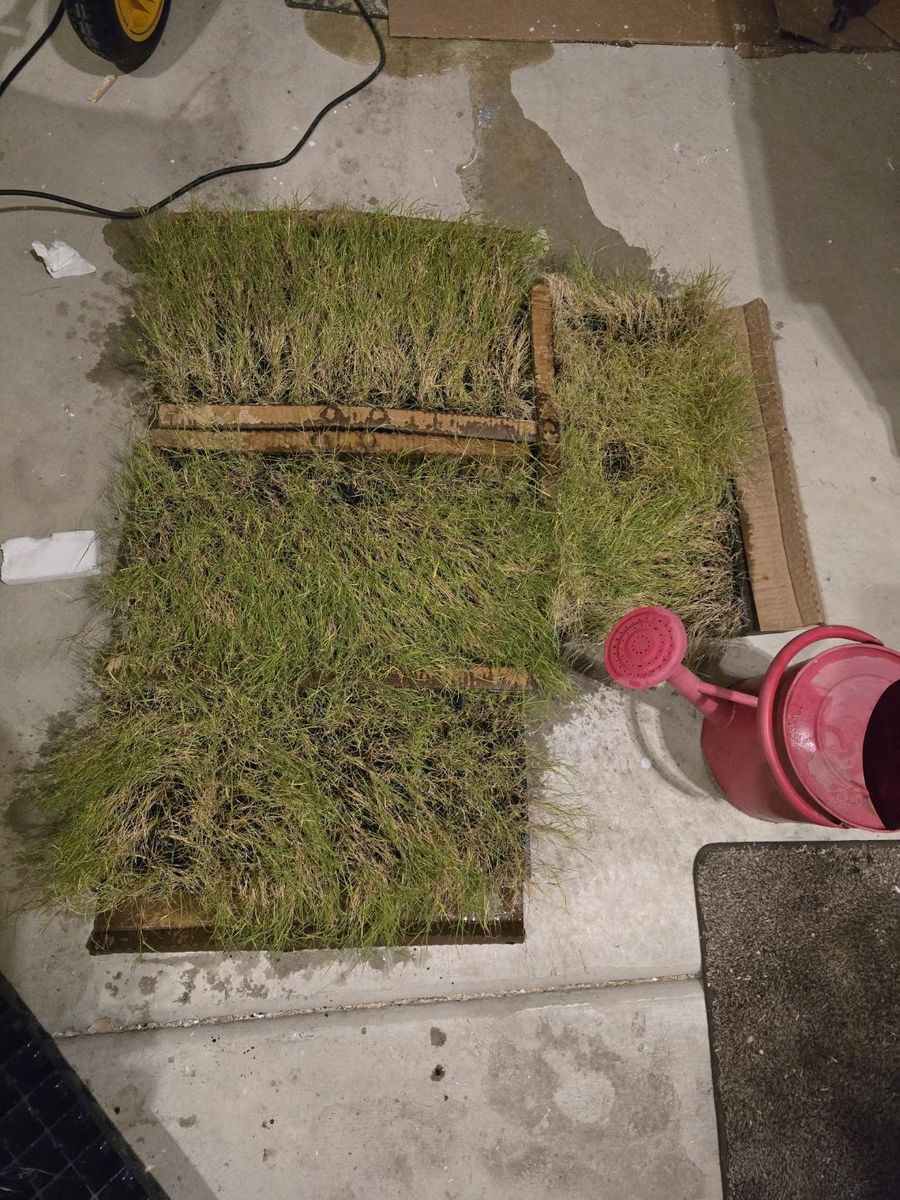 Water-wise Dog Tuff grass plugs