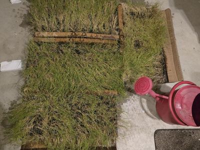 Water-wise Dog Tuff grass plugs