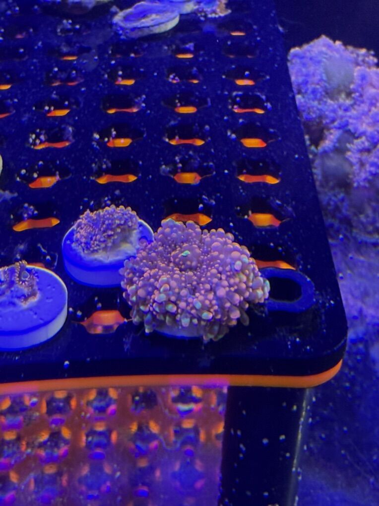 Orange Yumas For Sale