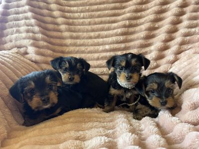 Purebred Yorkshire Terrier (Yorkie) puppies - Perfect Yorkie Easter Basket Stuffers