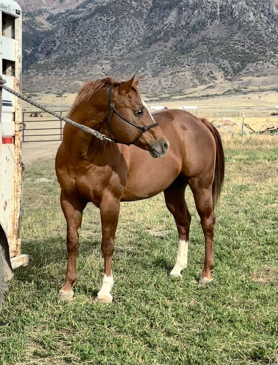 Quater horse stallion