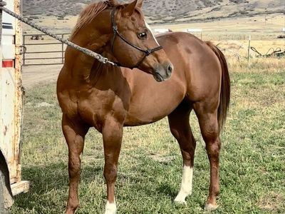 Quater horse stallion