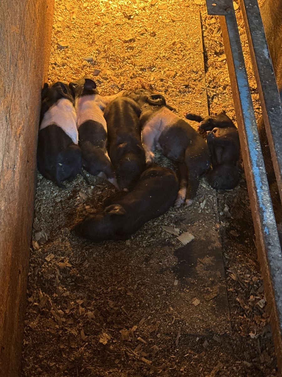 Fat Pigs Ready for slaughter