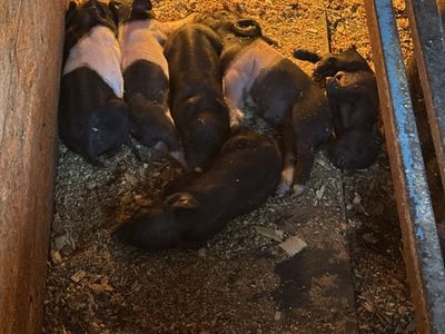 Fat Pigs Ready for slaughter