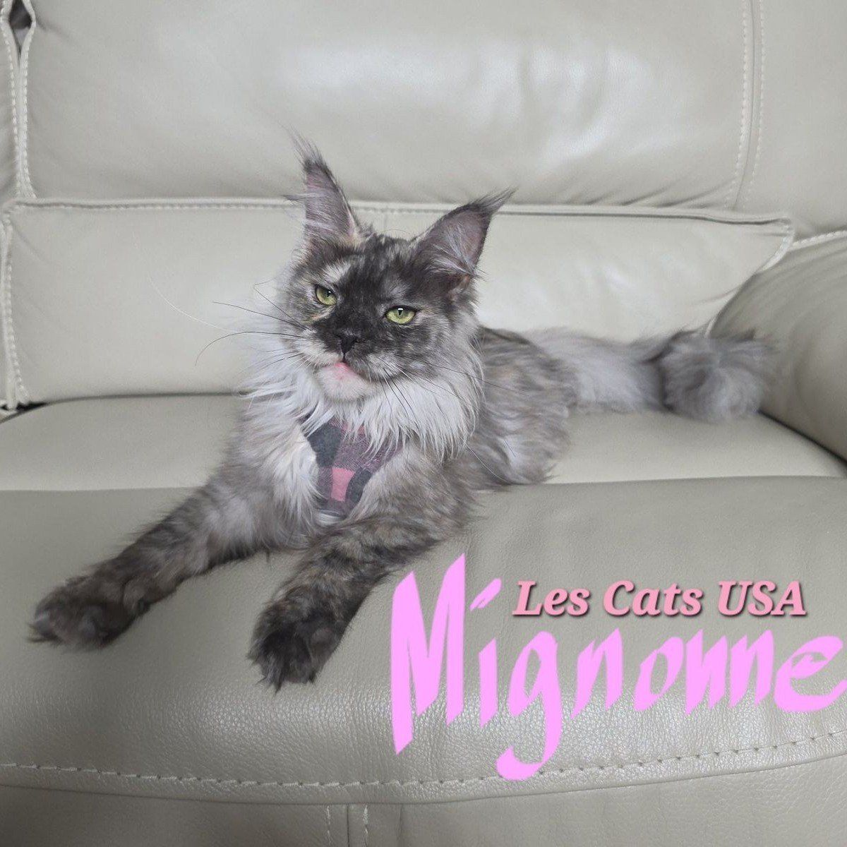 Maine Coon High Silver Smoke, F, Mignonne, price drop