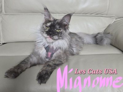 Maine Coon High Silver Smoke, F, Mignonne, price drop