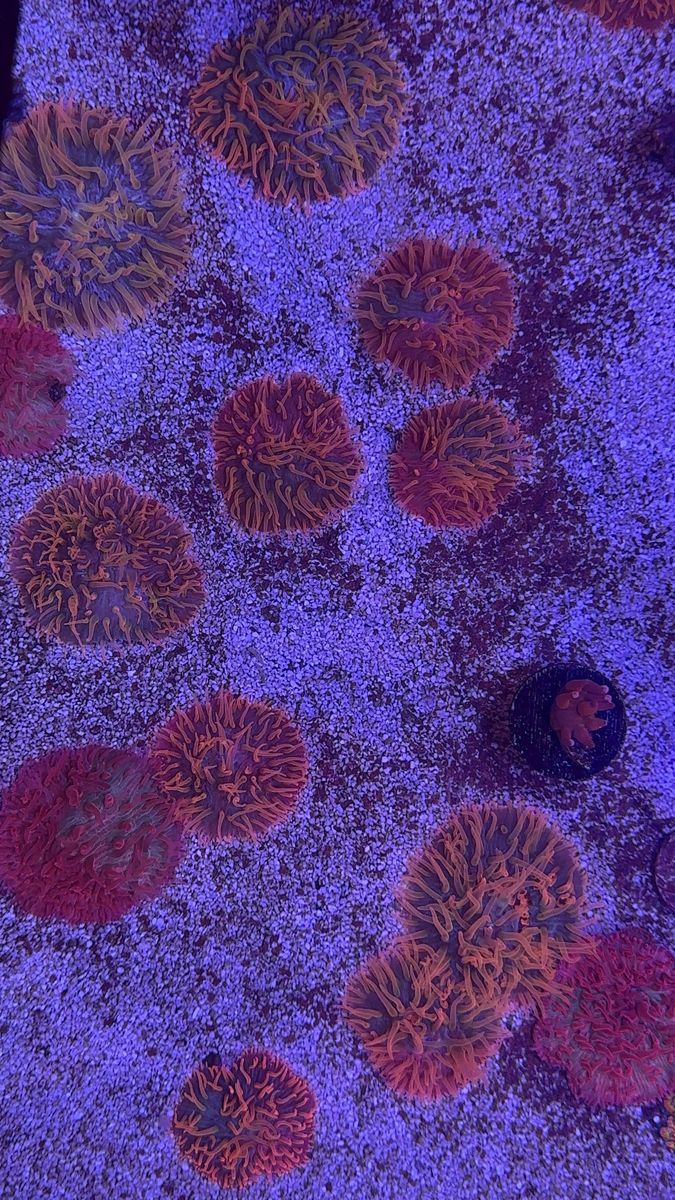 Tidal Gardens Insane Rainbow Diaseris Coral