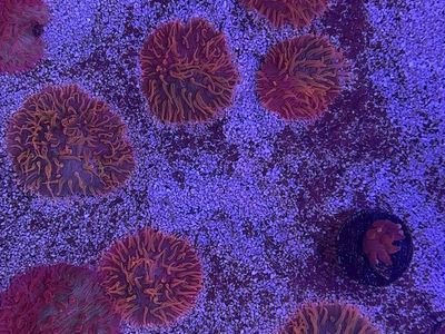 Tidal Gardens Insane Rainbow Diaseris Coral