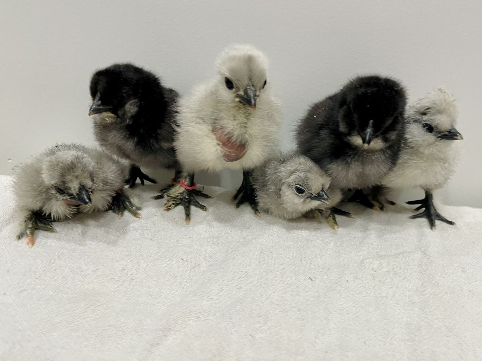 Bantam silkie and cross chicks black and lavender