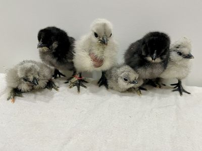Bantam silkie and cross chicks black and lavender