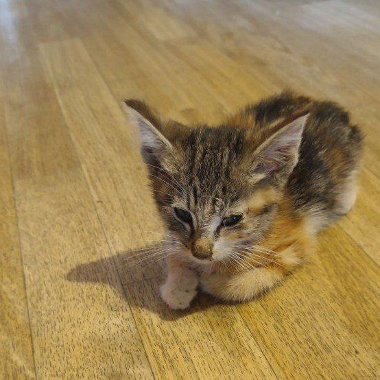 Sweet, Adorable Calico Girl Kitten Needs Help 2 month