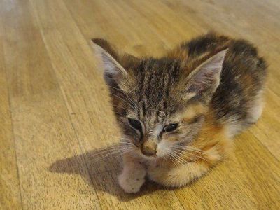 Sweet, Adorable Calico Girl Kitten Needs Help 2 month