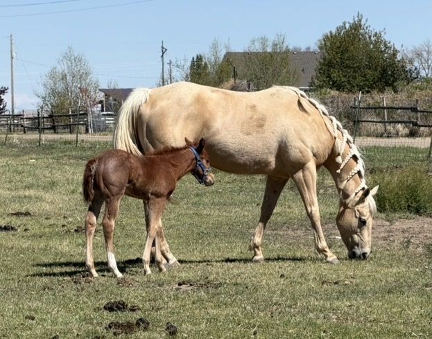 2018 palomino mare “TM Wilmas Burnin”