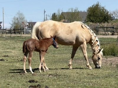 2018 palomino mare โTM Wilmas Burninโ
