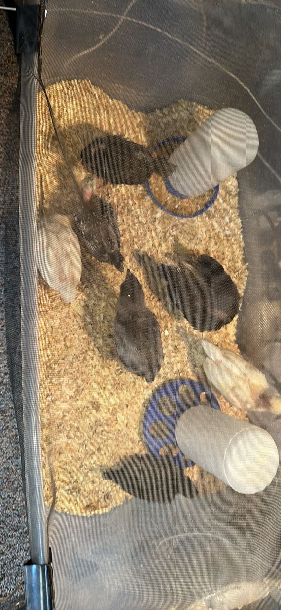 Chicks