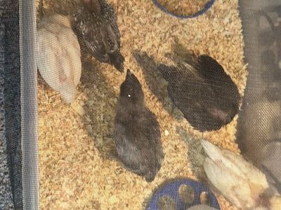 Chicks